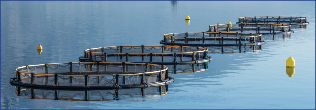 Great Lakes advocates say that commercial net-pen fish farming, pictured above, does not belong in Michigan’s public waters.