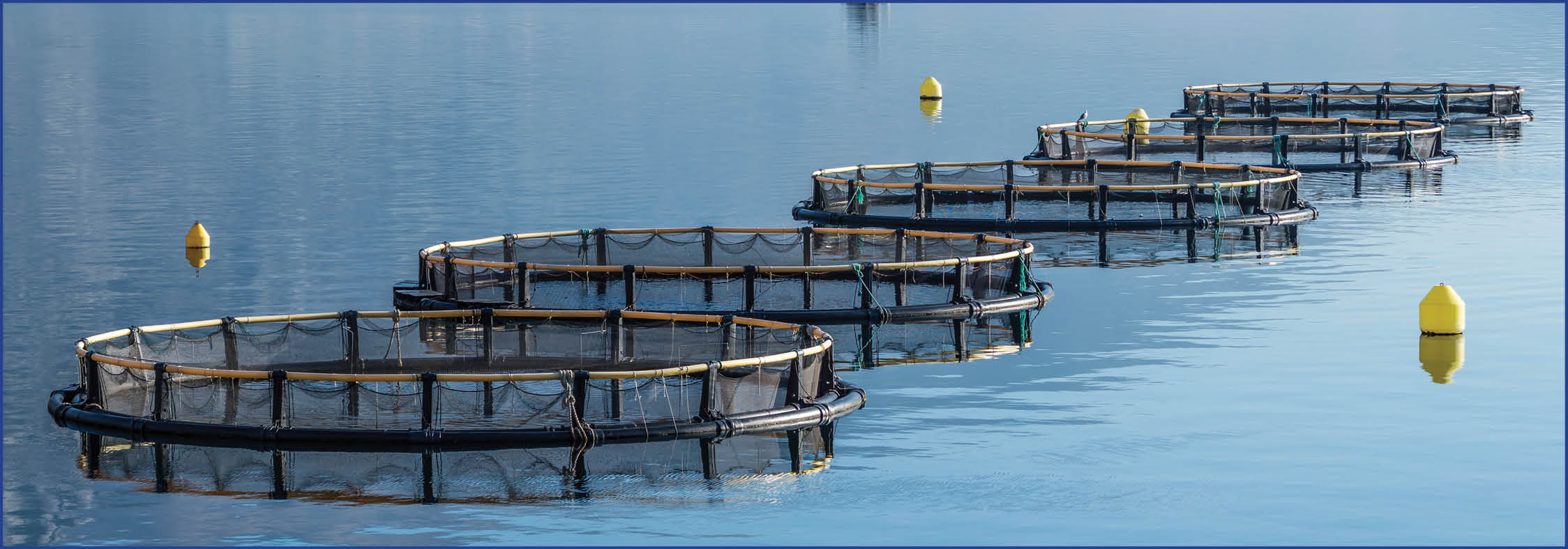 Great Lakes advocates say that commercial net-pen fish farming, pictured above, does not belong in Michigan’s public waters.