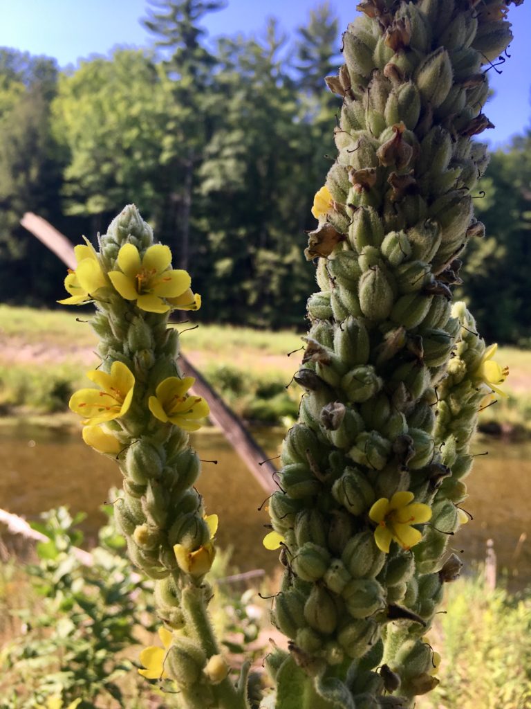 Friday Favorite: Brown Bridge Quiet Area - FLOW